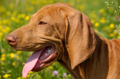 BRAC MAGHIAR CU PAR SCURT